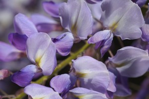 Wisteria Purples